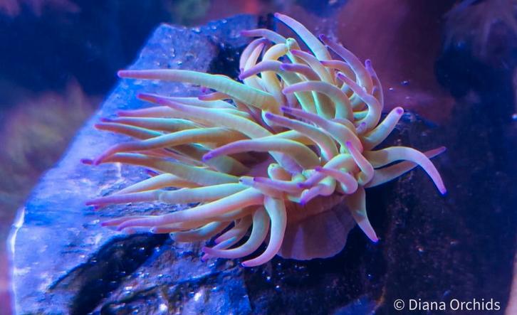 Zeldzame Zeeaquarium Anemoon Wasroos * Anemonia viridis, Dieren en Toebehoren, Vissen | Aquariumvissen