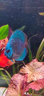 2 gezonde discussen, Dieren en Toebehoren