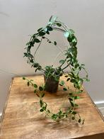 Hoya Cumingiana, Ophalen of Verzenden