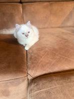 Ragdoll kittens, Poes, Gechipt, 0 tot 2 jaar