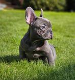 Franse bulldogue/Frans Buldog, CDV (hondenziekte), Meerdere, Bulldog, 8 tot 15 weken
