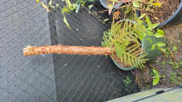 Norfolk Pine | Auracaria op stam. 23j oud. beschikbaar voor biedingen
