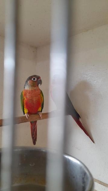 Split lutino  beschikbaar voor biedingen