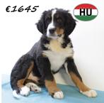 Berner Sennen - pups te koop, Dieren en Toebehoren, 15 weken tot 1 jaar, Buitenland, CDV (hondenziekte), Meerdere