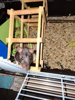 Ratjes plus hok, Dieren en Toebehoren, Rat, Vrouwelijk, Mei, Tam
