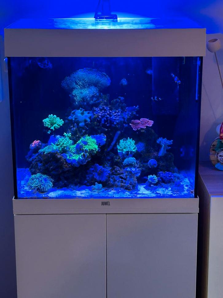 Aquarium Marin, Animaux & Accessoires, Poissons | Aquariums & Accessoires, Comme neuf, Enlèvement