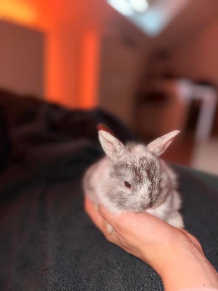 Nederlandse hangoor x dwergkonijntjes, Dieren en Toebehoren, Konijnen