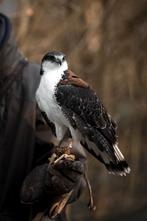 🦅 Stage de fauconnerie – Expérience unique avec rapace 🦅, Enlèvement, Neuf