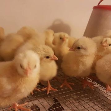 Eendagskuikens poule de bresse  beschikbaar voor biedingen