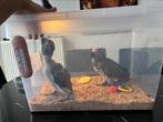 Grijze Roodstaartpapegaai 12 weken oud, Dieren en Toebehoren, Vrouwelijk, Papegaai, Pratend