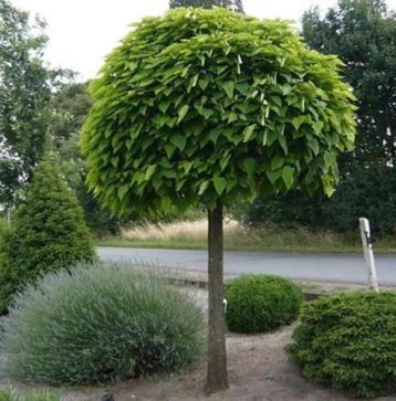 Catalpa boompjes in diverse maten beschikbaar voor biedingen