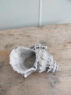 plantpot oorschelp te koop, Ophalen, Zo goed als nieuw