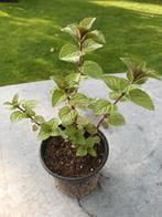 Mentha Spicata eindejaarsactie, Tuin en Terras, Planten | Tuinplanten, Ophalen, Halfschaduw