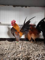 Serama haantje, Dieren en Toebehoren