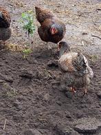 broedeieren barnevelder, Dieren en Toebehoren, Pluimvee, Kip