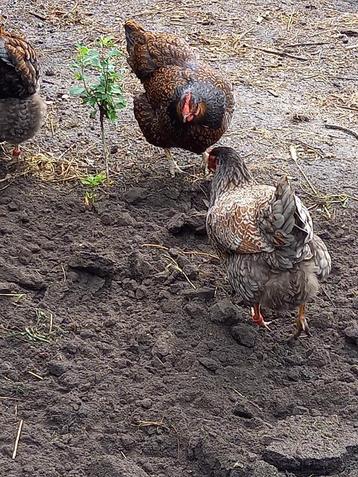 broedeieren barnevelder, Dieren en Toebehoren, Pluimvee, Kip