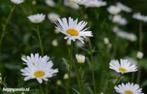 margriet, puntwederik, aster, klokjesbloem, helleborus, Ophalen, Vaste plant