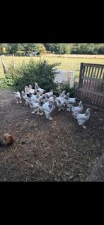 Brahama henen, Plusieurs animaux, Poule ou poulet