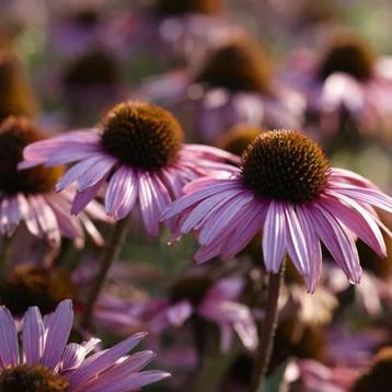 Volwassen planten Echinacea purpurea beschikbaar voor biedingen