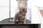 Kater kruising gewone huiskat en maine coon IN OPTIE, Dieren en Toebehoren, Katten en Kittens | Overige Katten, Kortharig, 0 tot 2 jaar