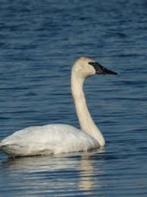 trompetzwaan, April, Mannelijk