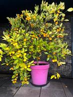 Calamondins / Kalamansi, Tuin en Terras, Planten | Bomen, Ophalen, Lente, Overige soorten