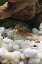 Vuurgarnalen te koop