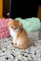 Brits langhaar black golden shaded kittens, Dieren en Toebehoren, Katten en Kittens | Raskatten | Langhaar, Meerdere dieren, Gechipt
