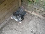 6  jonge haantjes, Dieren en Toebehoren