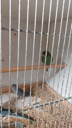 Blackface groene pop, split grijs blackface pop 2025
