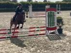 C-pony loopt wedstrijd, Dieren en Toebehoren, Pony's, Merrie, Springpony, 7 tot 10 jaar, L