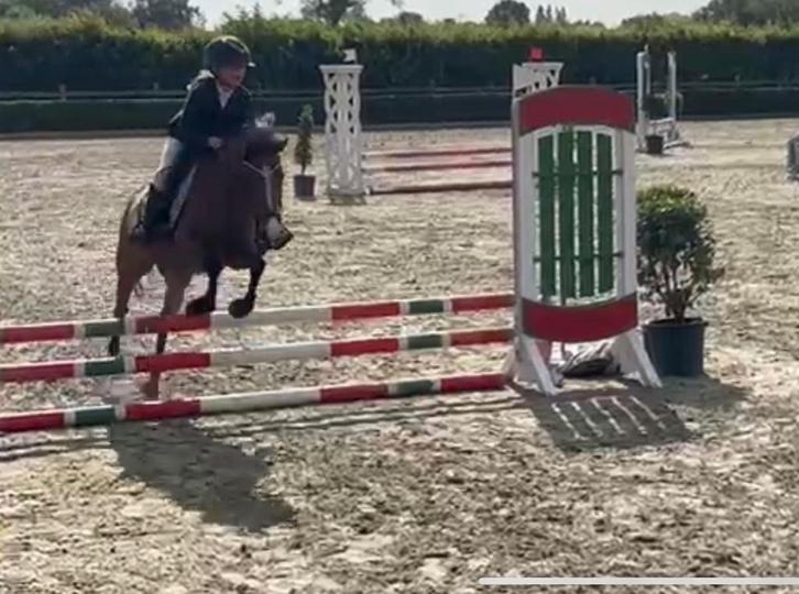 C-pony loopt wedstrijd, Dieren en Toebehoren, Pony's, Merrie, L, C pony (1.27m tot 1.37m), Springpony, 7 tot 10 jaar