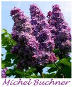 LILAS : ea « MICHEL BUCHNER » beaux buissons en pot, 10€/pc, Jardin & Terrasse, Plantes | Arbustes & Haies, Moins de 100 cm, Enlèvement ou Envoi