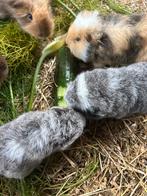 Ch teddy cavia, Cavia, Augustus, Meerdere dieren, Tam