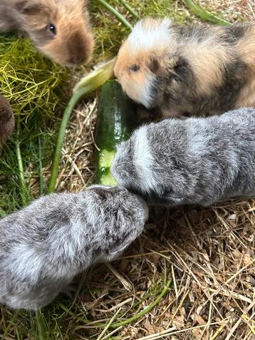 Ch teddy cavia beschikbaar voor biedingen