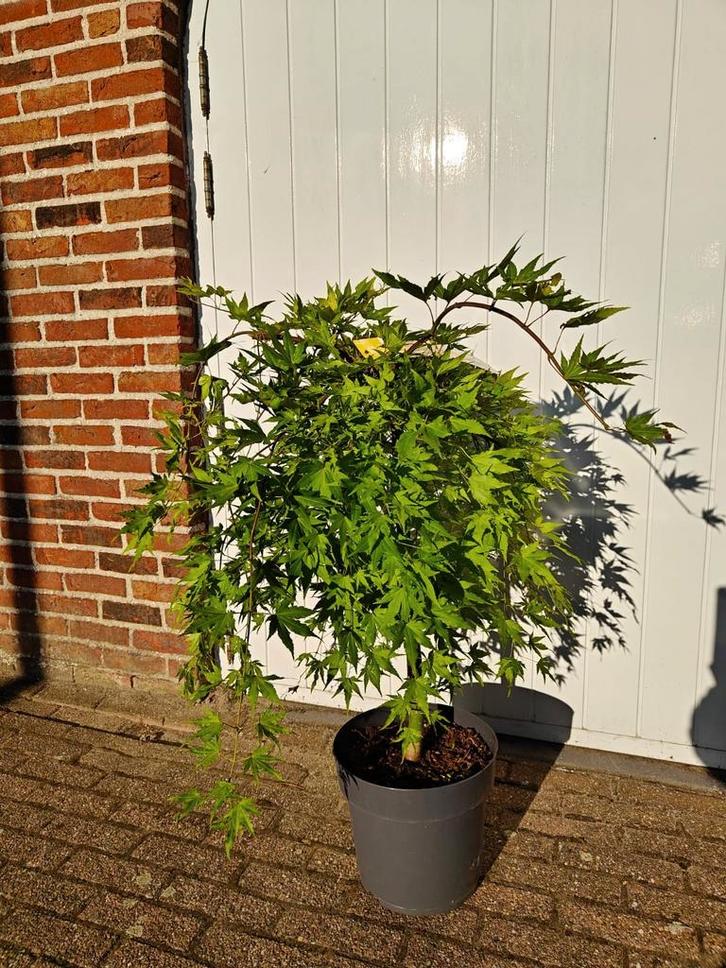 Japanse esdoorn Cascade Gold Acer palmatum, Tuin en Terras, Planten | Bomen, Herfst, Ophalen