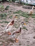 jonge loopeenden, Meerdere dieren, Eend