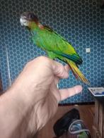 Pyrrhura cruentata, Dieren en Toebehoren, Vogels | Parkieten en Papegaaien, Meerdere dieren, Parkiet, Geringd