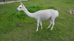 Alpaca merrie, Dieren en Toebehoren