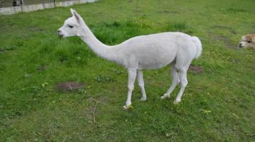 Alpaca merrie beschikbaar voor biedingen