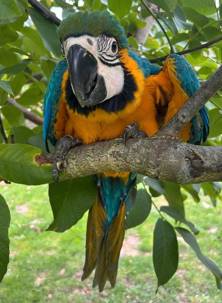 Baby blauw gele ara, lees haar extra details !, Dieren en Toebehoren, Vogels | Parkieten en Papegaaien, Papegaai, Vrouwelijk, Pratend