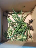 Boîte remplie de plantes d'aloe vera, Plante succulente, Plein soleil, Moins de 100 cm, Enlèvement
