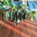 Begonia Maculata, Ophalen of Verzenden