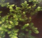 Waterplanten, Tuin en Terras, Ophalen, Nieuw