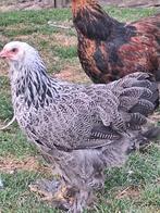 Brahma zilverpatrijs, Dieren en Toebehoren, Pluimvee