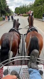 Bomproef menpony, Animaux & Accessoires, Poneys, Hongre