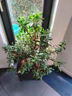 Jade plante h 85 cm, Maison & Meubles, Plantes d'intérieur, Ombre partielle, Plante verte, Enlèvement, Plante succulente