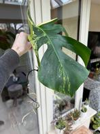 Monstera aurea geworteld stek, Autres espèces, Plante à fleurs, Enlèvement, 200 cm ou plus