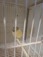 Glosterkanarie, Dieren en Toebehoren