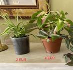 2 pots de belles plantes d'intérieur 2 EUR et 4 EUR, Huis en Inrichting, Kamerplanten, Ophalen, Overige soorten, Halfschaduw, In pot